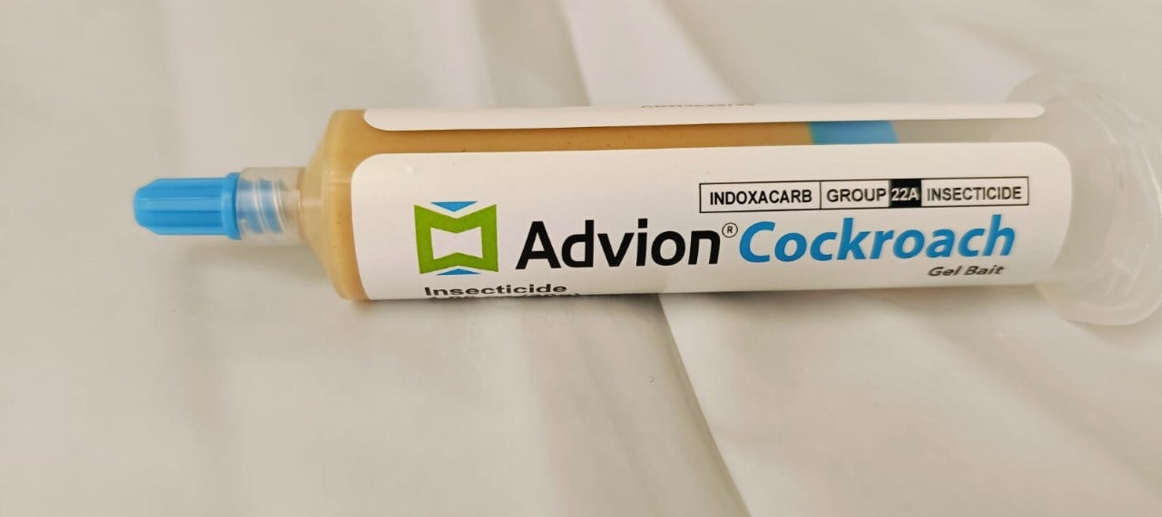 American Avion cockroach